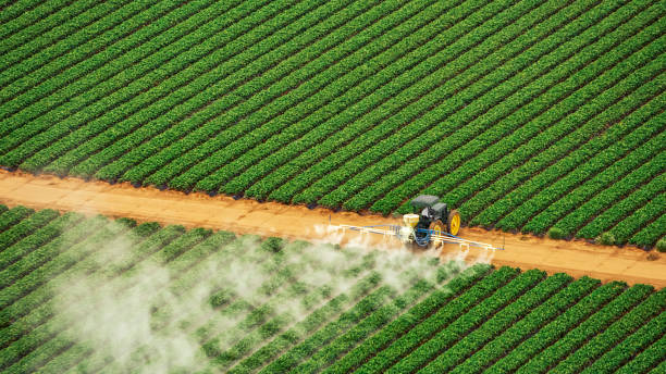 Best Termite Control Services  in West Point, MS
