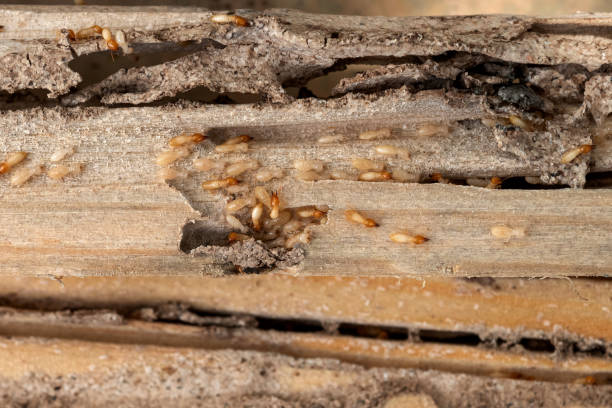 Best Local Pest Control Services  in West Point, MS